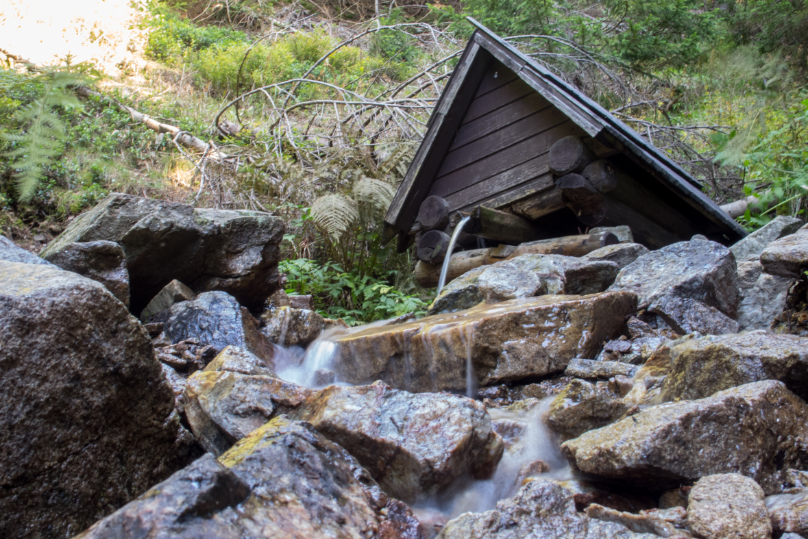 Volovec z chaty Zverovka (Západné Tatry)