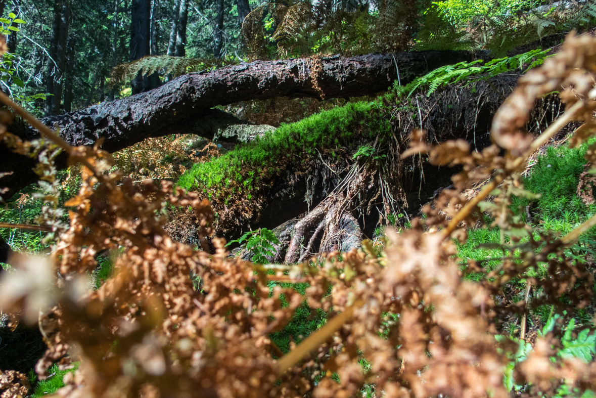 Volovec z chaty Zverovka (Západné Tatry)