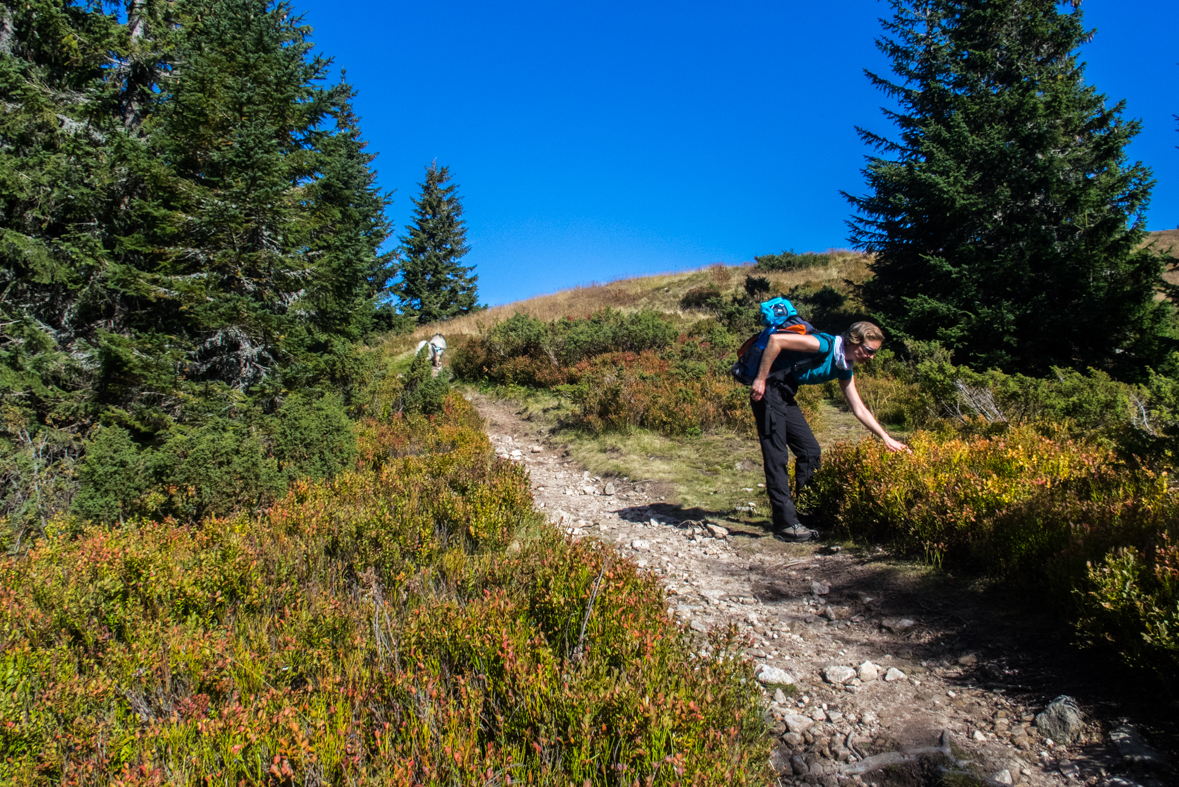 Volovec z chaty Zverovka (Západné Tatry)