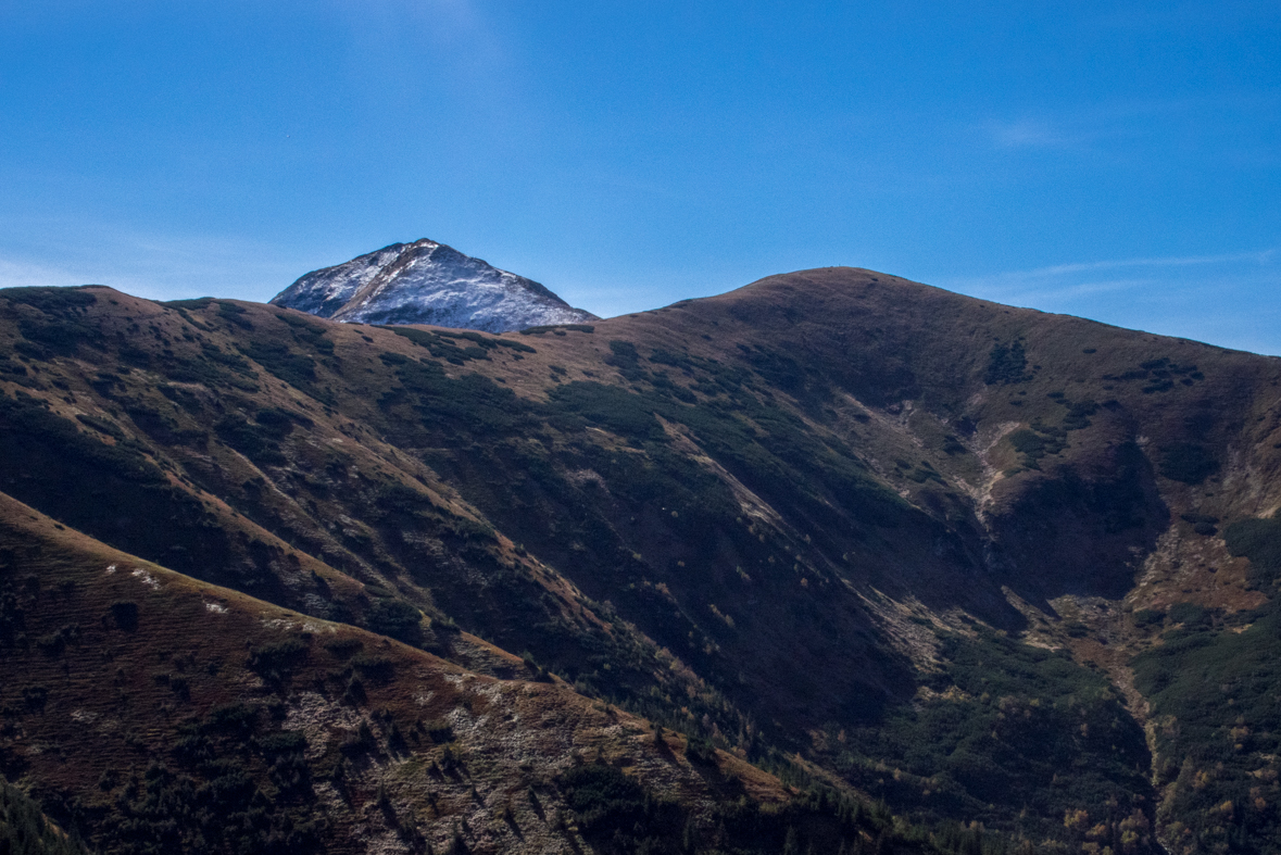 Volovec z chaty Zverovka (Západné Tatry)