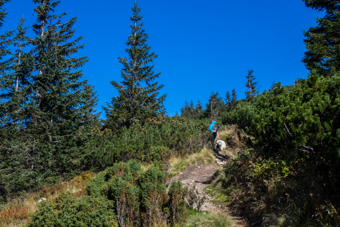 Volovec z chaty Zverovka (Západné Tatry)