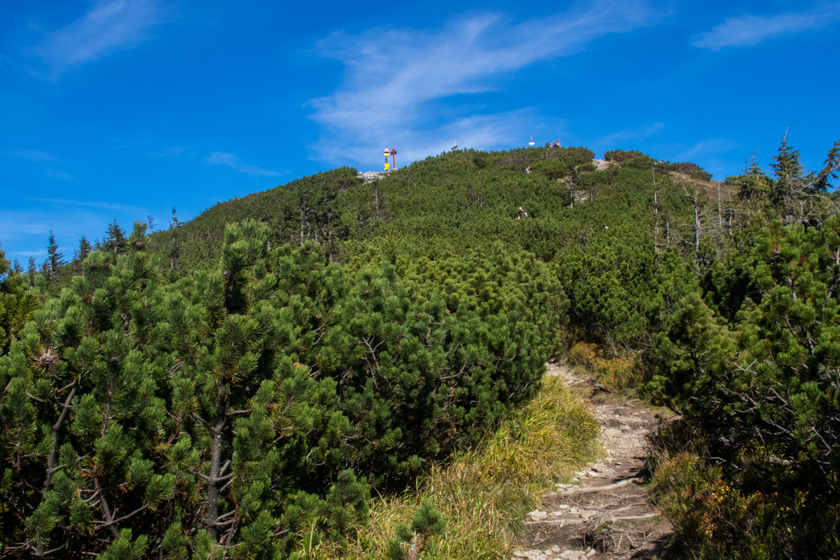 Volovec z chaty Zverovka (Západné Tatry)