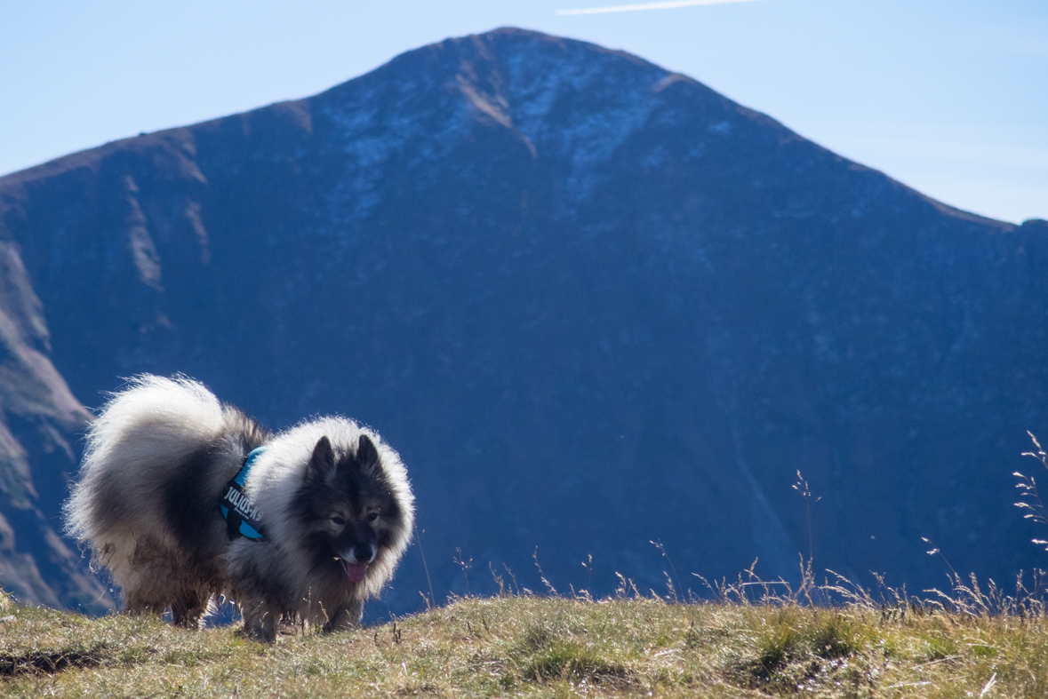 Volovec z chaty Zverovka (Západné Tatry)