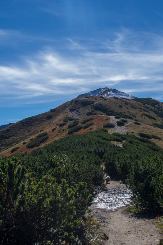 Volovec z chaty Zverovka (Západné Tatry)