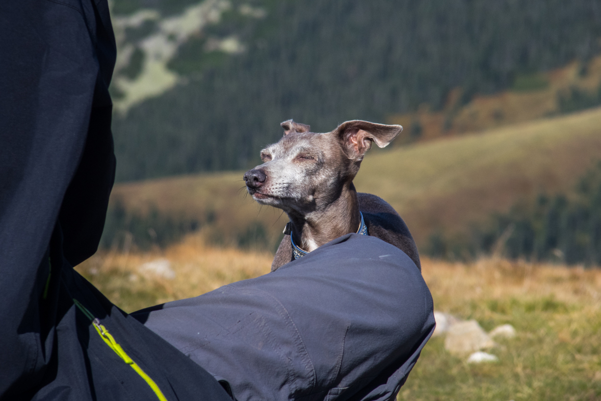 Volovec z chaty Zverovka (Západné Tatry)