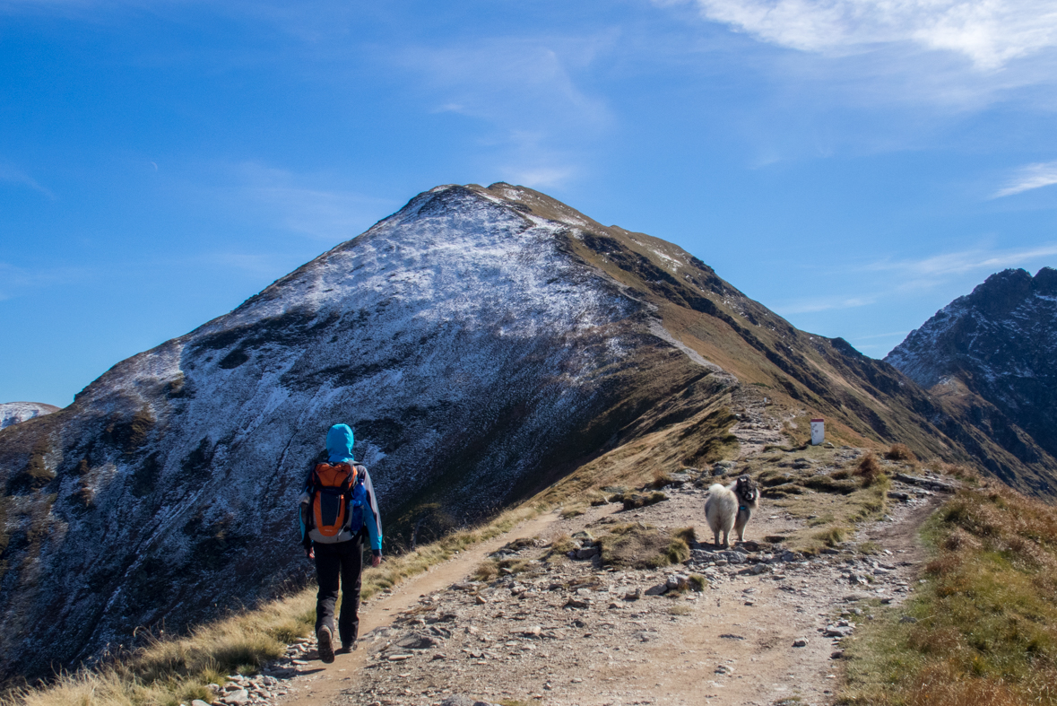 Volovec z chaty Zverovka (Západné Tatry)