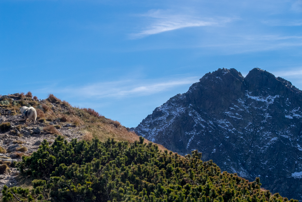 Volovec z chaty Zverovka (Západné Tatry)