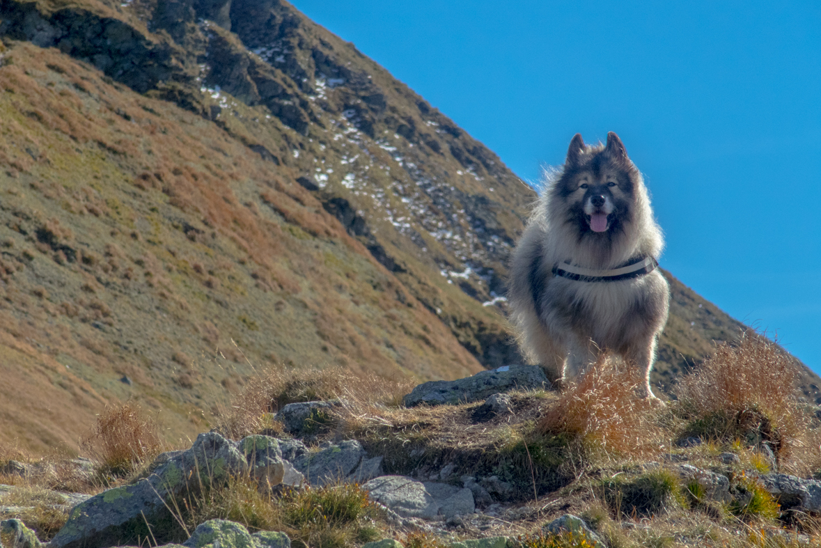 Volovec z chaty Zverovka (Západné Tatry)