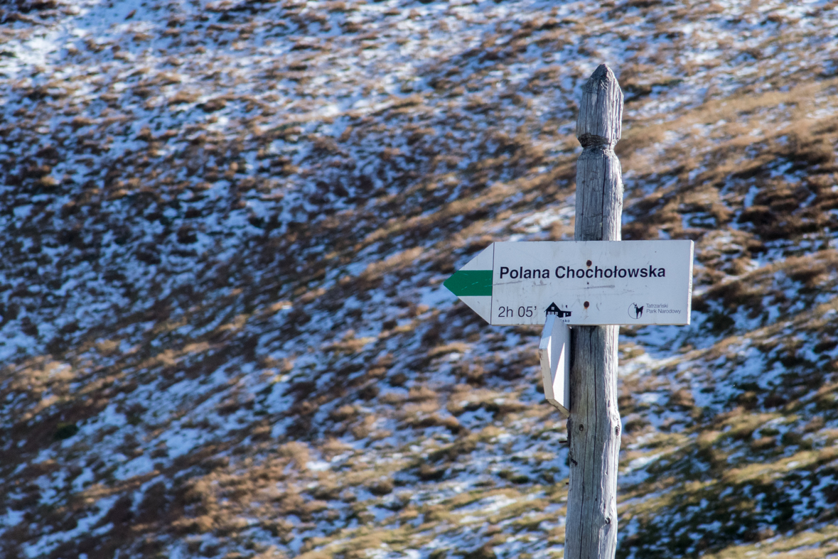 Volovec z chaty Zverovka (Západné Tatry)