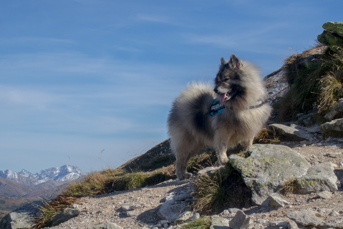 Volovec z chaty Zverovka (Západné Tatry)