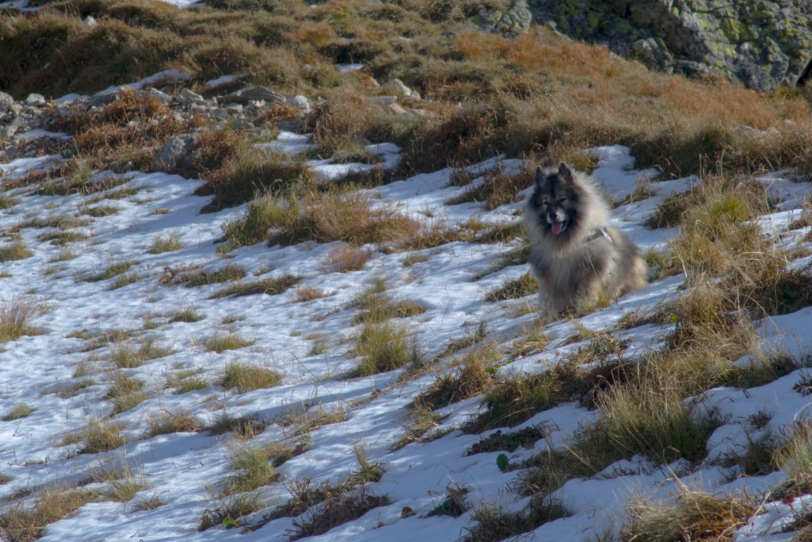 Volovec z chaty Zverovka (Západné Tatry)