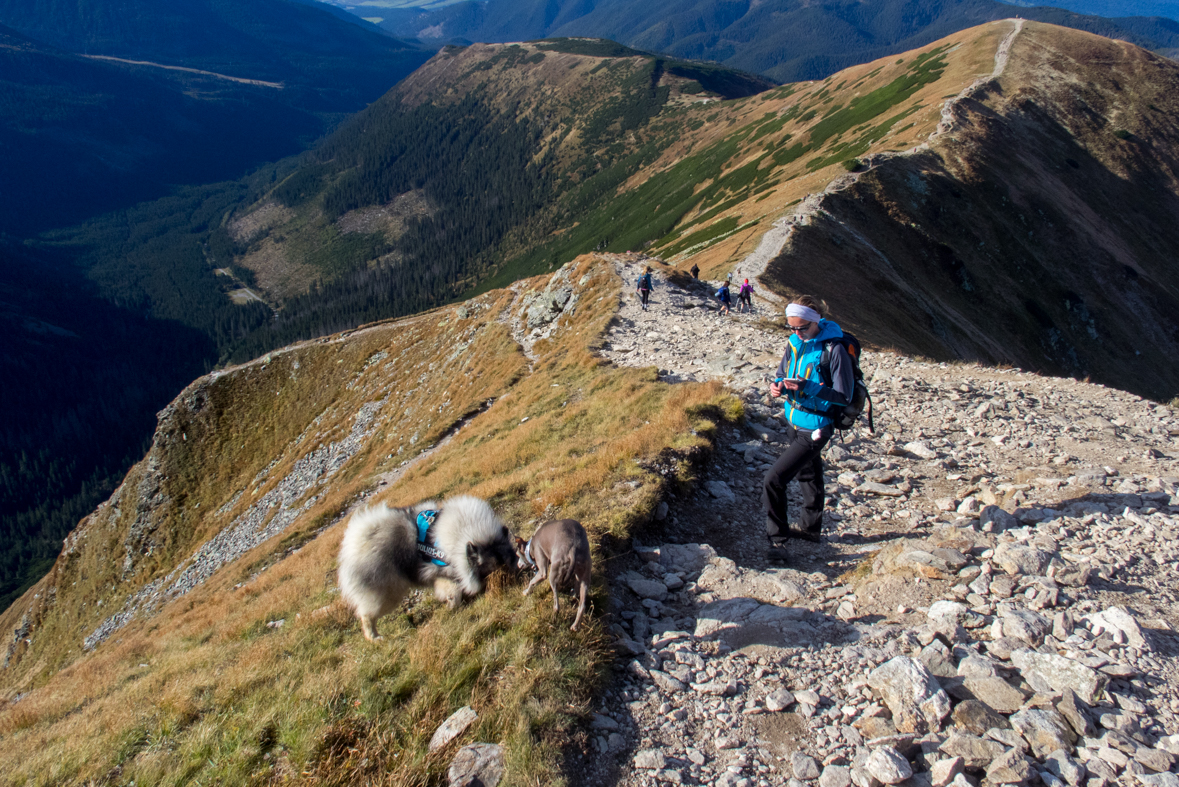 Volovec z chaty Zverovka (Západné Tatry)