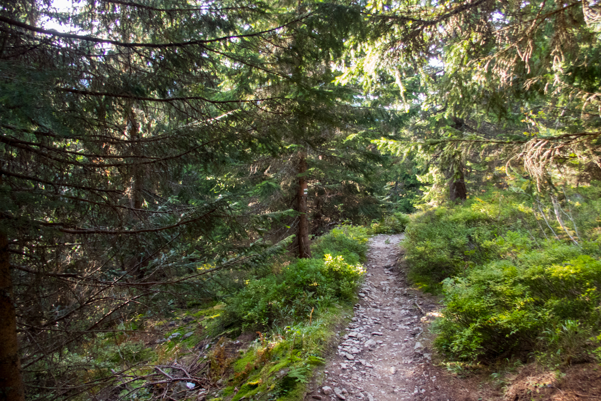 Volovec z chaty Zverovka (Západné Tatry)