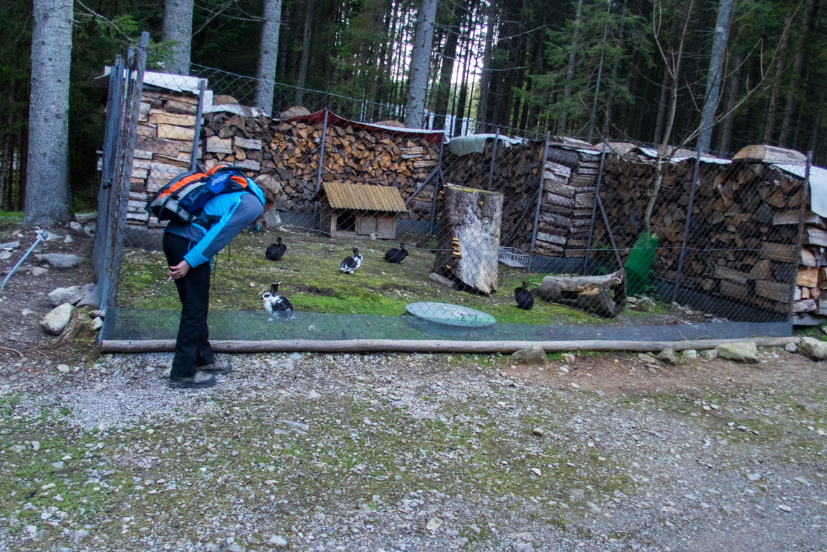 Volovec z chaty Zverovka (Západné Tatry)