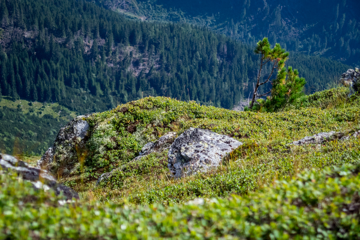 Baranec z Račkovej doliny, ATC (Západné Tatry)