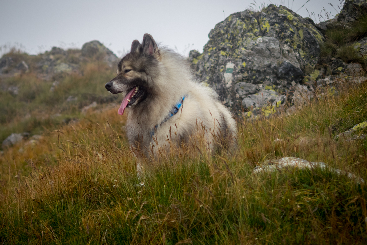 Baranec z Račkovej doliny, ATC (Západné Tatry)