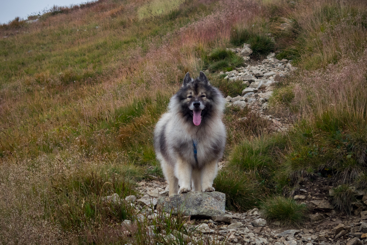 Baranec z Račkovej doliny, ATC (Západné Tatry)