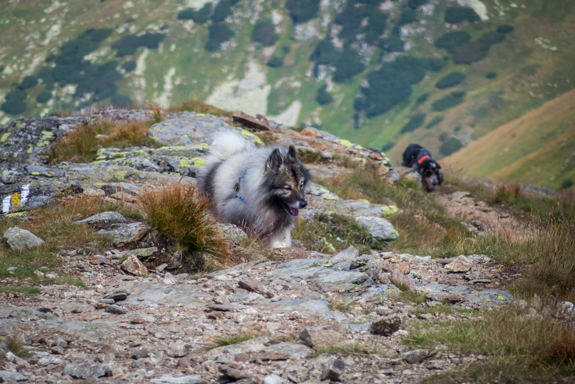 Baranec z Račkovej doliny, ATC (Západné Tatry)