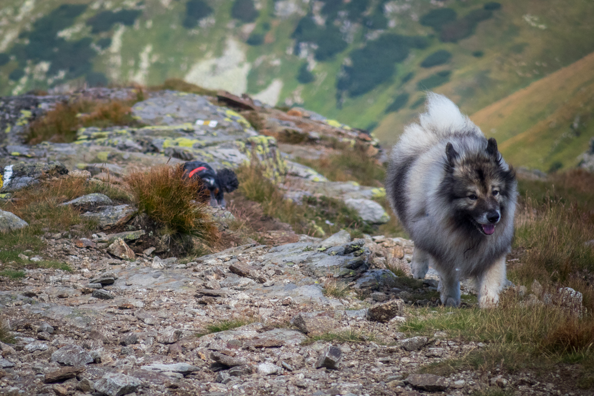 Baranec z Račkovej doliny, ATC (Západné Tatry)