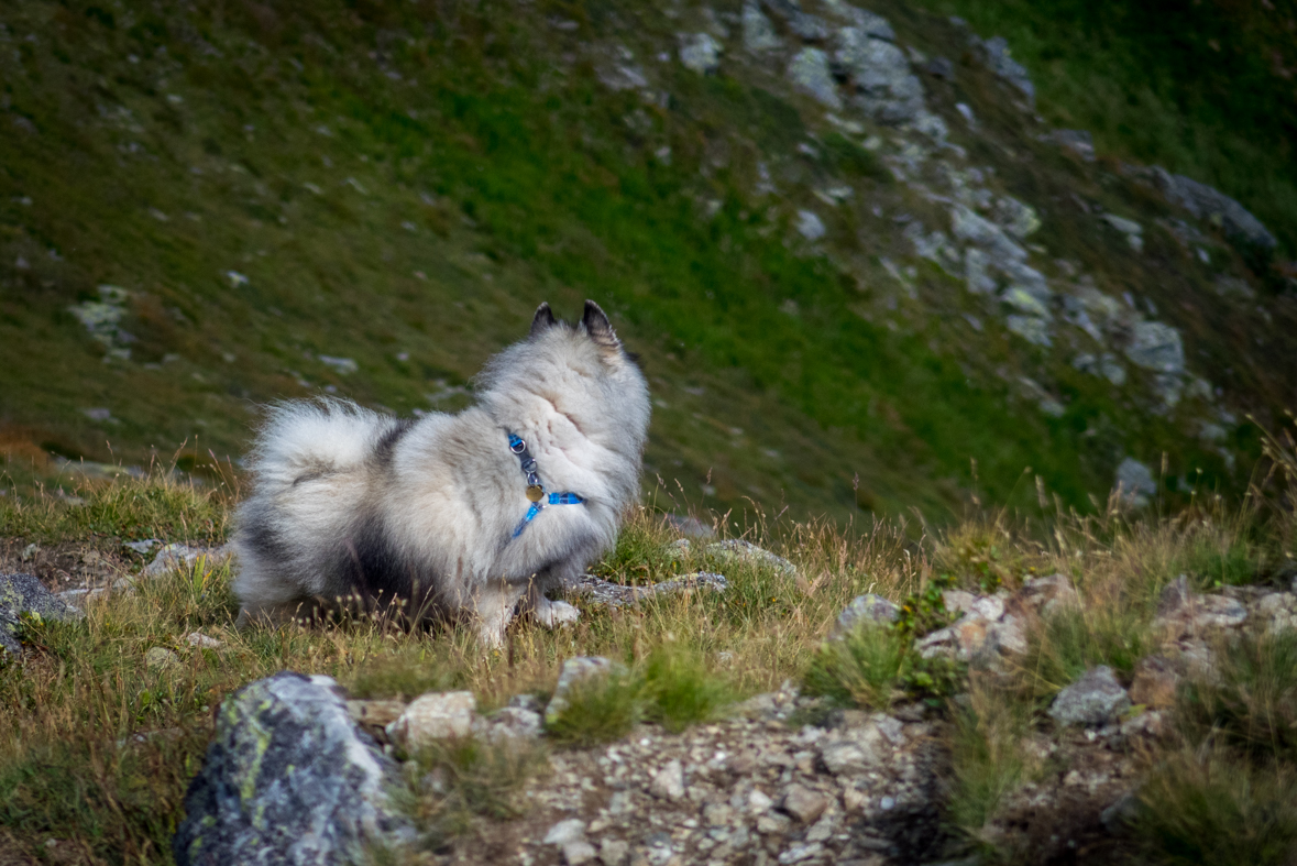 Baranec z Račkovej doliny, ATC (Západné Tatry)