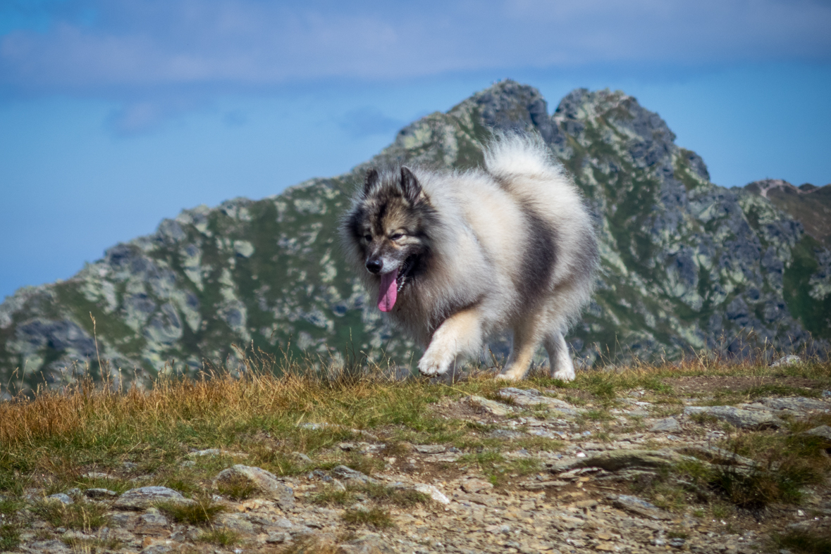 Baranec z Račkovej doliny, ATC (Západné Tatry)