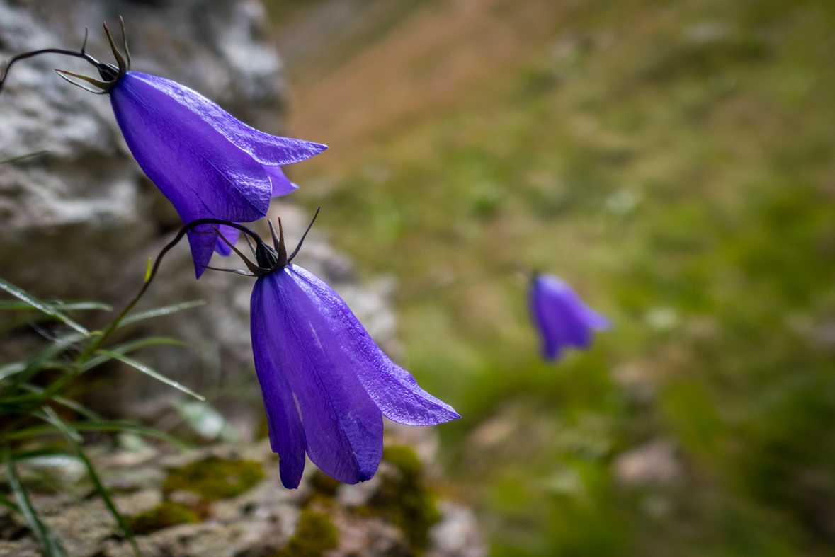 Baranec z Račkovej doliny, ATC (Západné Tatry)