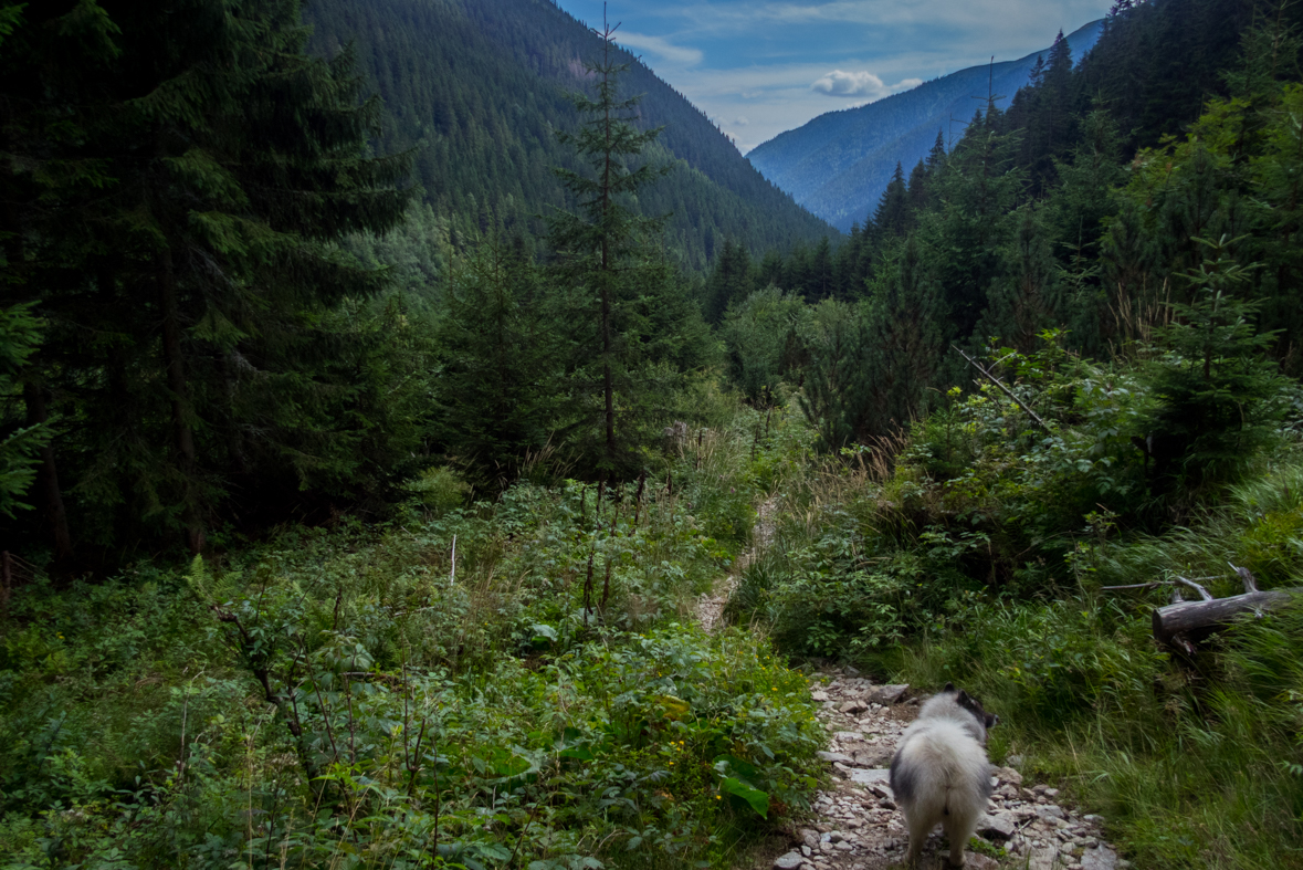 Baranec z Račkovej doliny, ATC (Západné Tatry)