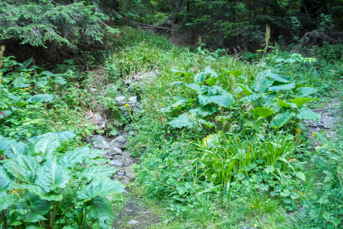 Cez Nižné Šiprúnske sedlo do Ružomberka (Veľká Fatra)