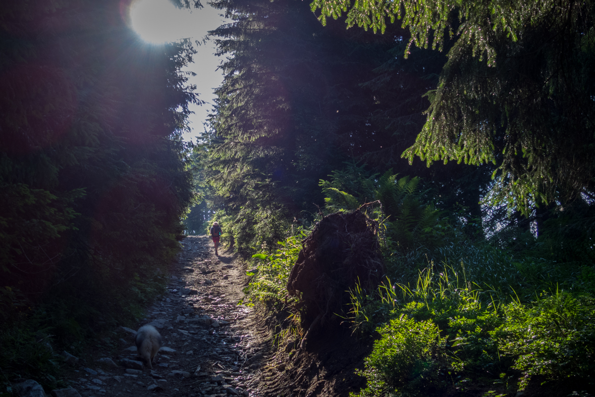 Cez Nižné Šiprúnske sedlo do Ružomberka (Veľká Fatra)