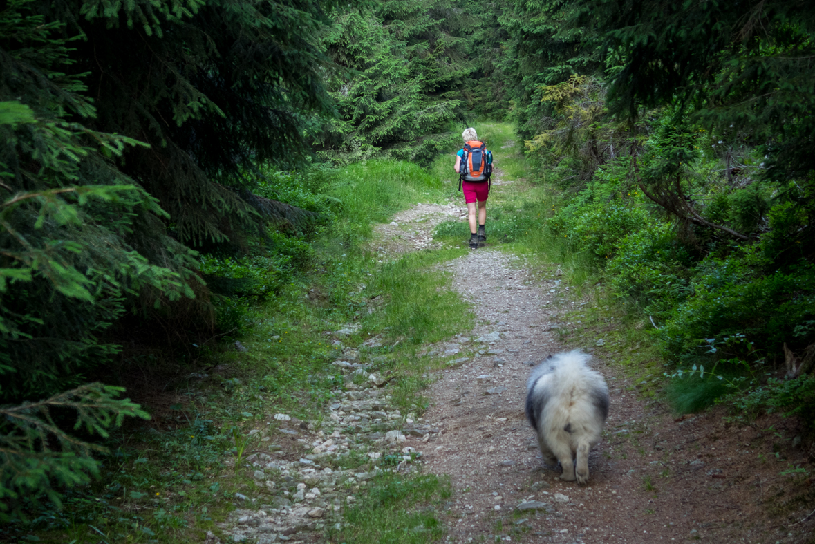 Cez Nižné Šiprúnske sedlo do Ružomberka (Veľká Fatra)