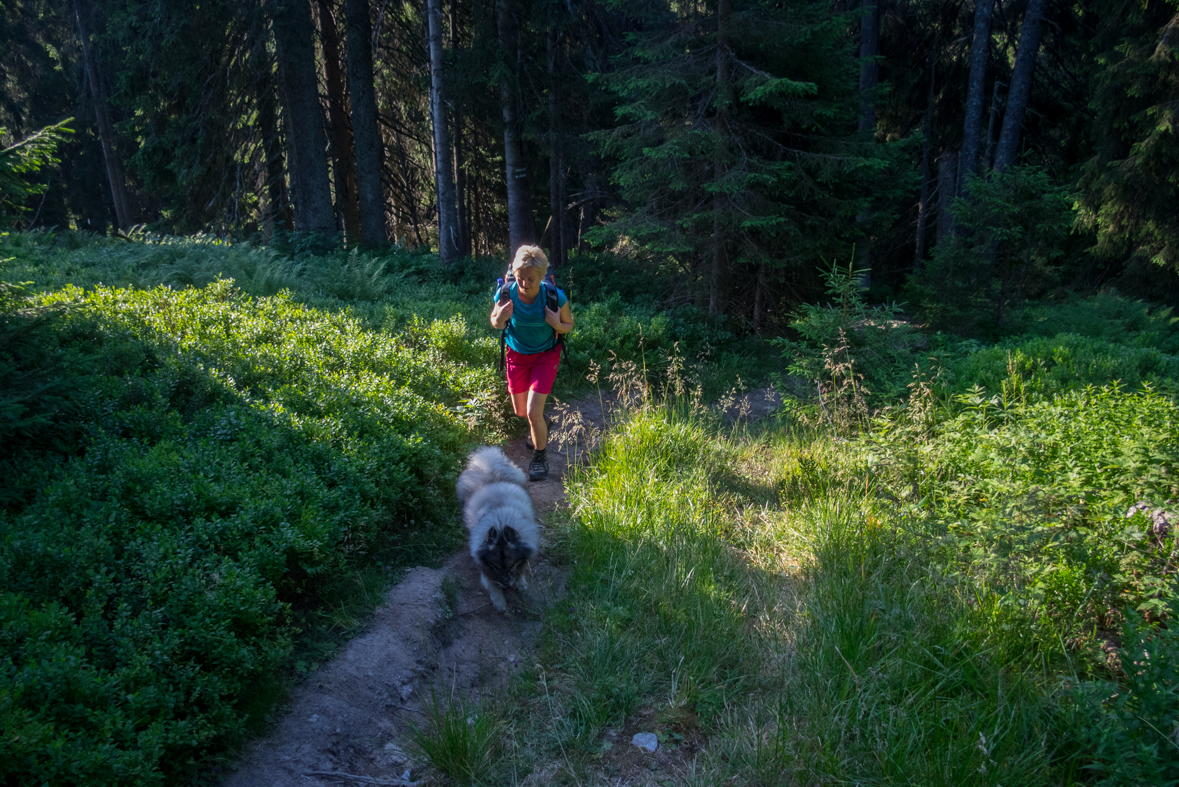 Cez Nižné Šiprúnske sedlo do Ružomberka (Veľká Fatra)