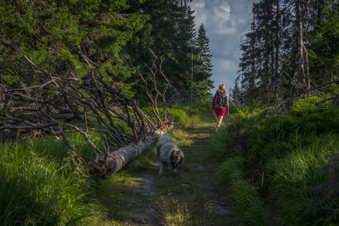 Cez Nižné Šiprúnske sedlo do Ružomberka (Veľká Fatra)