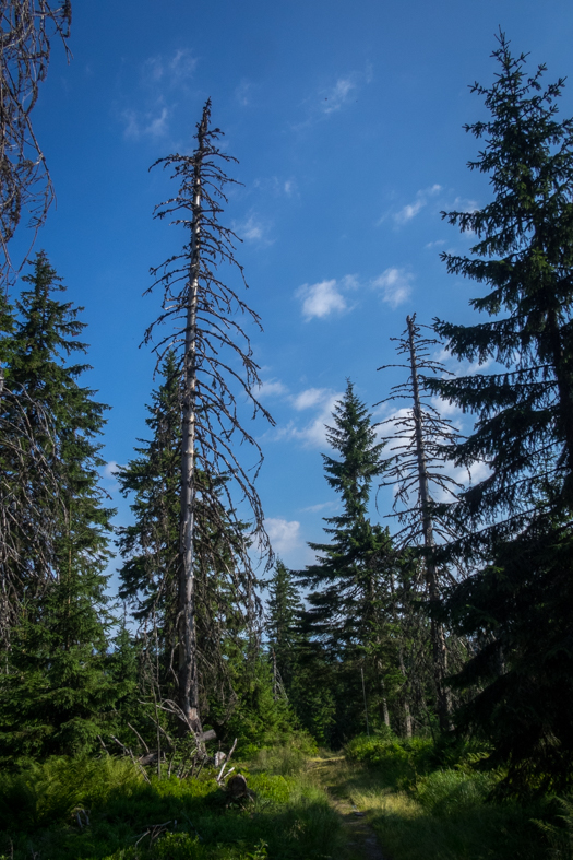 Cez Nižné Šiprúnske sedlo do Ružomberka (Veľká Fatra)