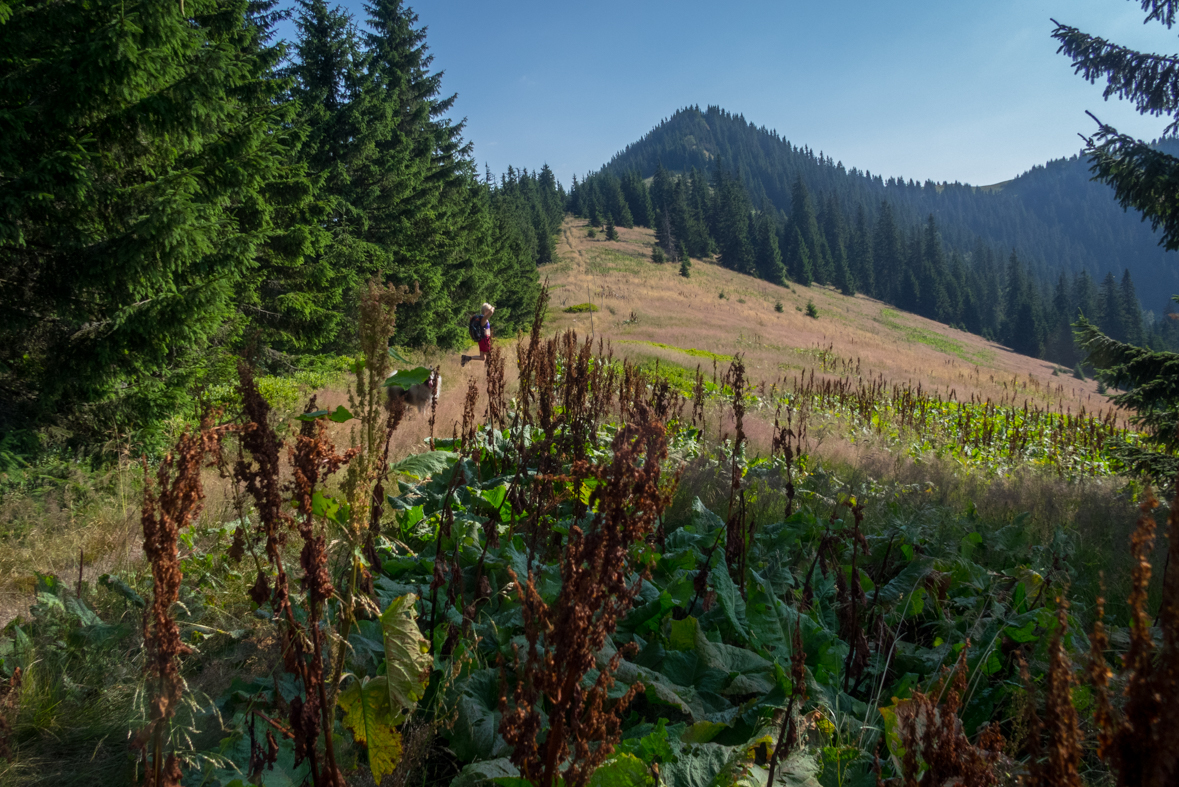 Cez Nižné Šiprúnske sedlo do Ružomberka (Veľká Fatra)