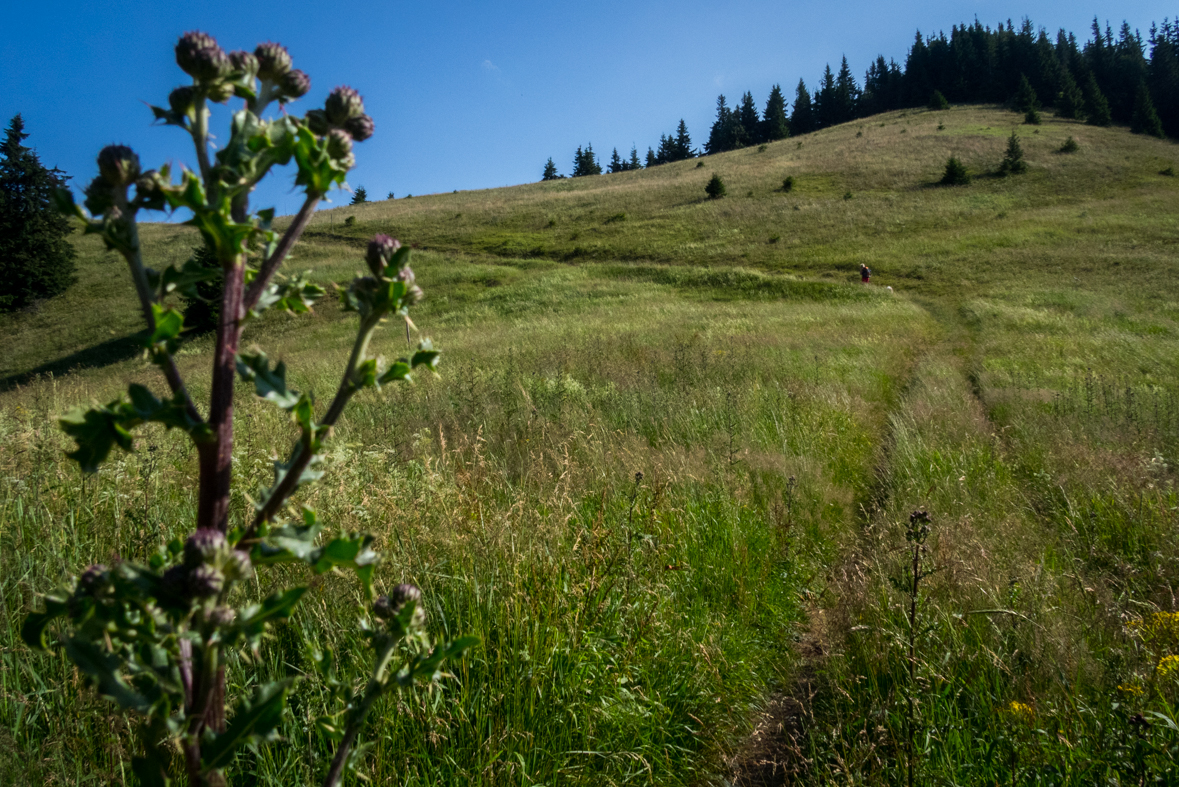 Cez Nižné Šiprúnske sedlo do Ružomberka (Veľká Fatra)