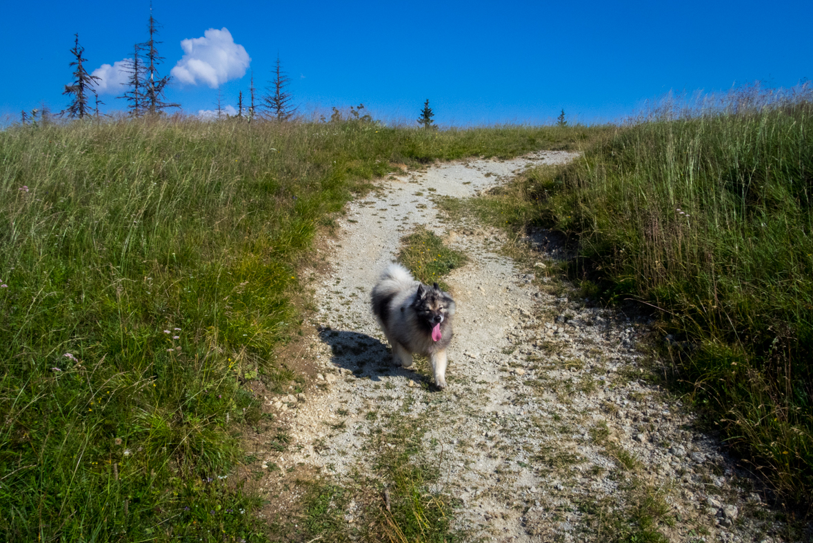 Cez Nižné Šiprúnske sedlo do Ružomberka (Veľká Fatra)