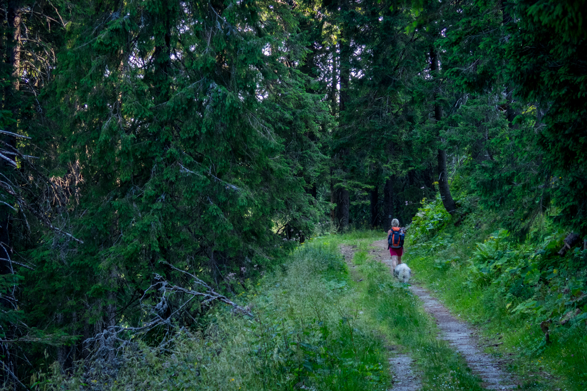 Cez Nižné Šiprúnske sedlo do Ružomberka (Veľká Fatra)