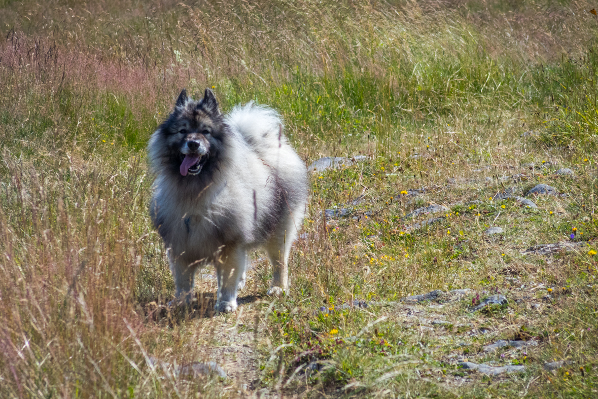 Cez Nižné Šiprúnske sedlo do Ružomberka (Veľká Fatra)