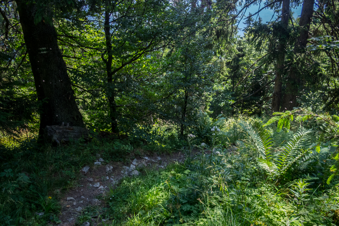 Cez Nižné Šiprúnske sedlo do Ružomberka (Veľká Fatra)