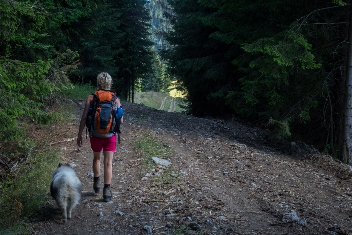 Cez Nižné Šiprúnske sedlo do Ružomberka (Veľká Fatra)