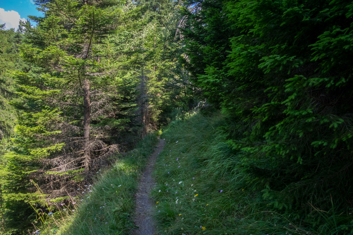 Cez Nižné Šiprúnske sedlo do Ružomberka (Veľká Fatra)