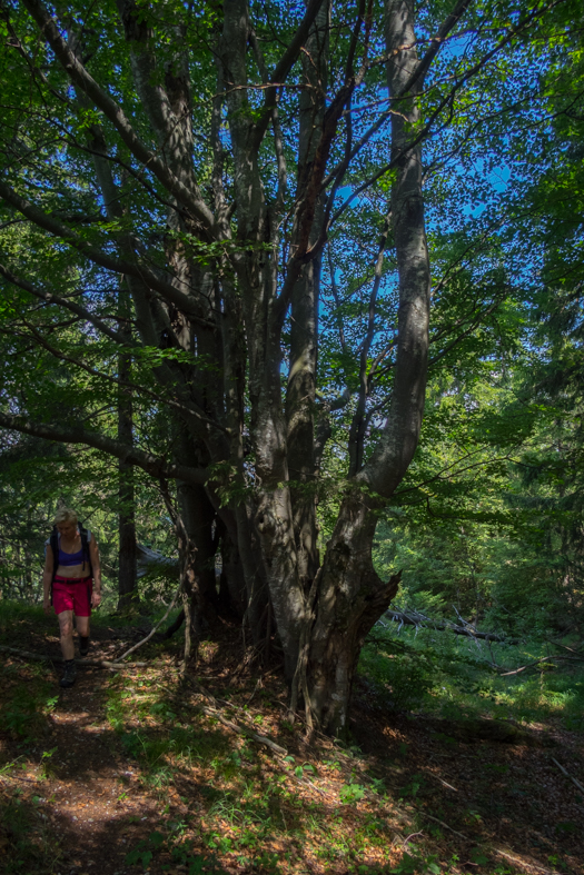 Cez Nižné Šiprúnske sedlo do Ružomberka (Veľká Fatra)