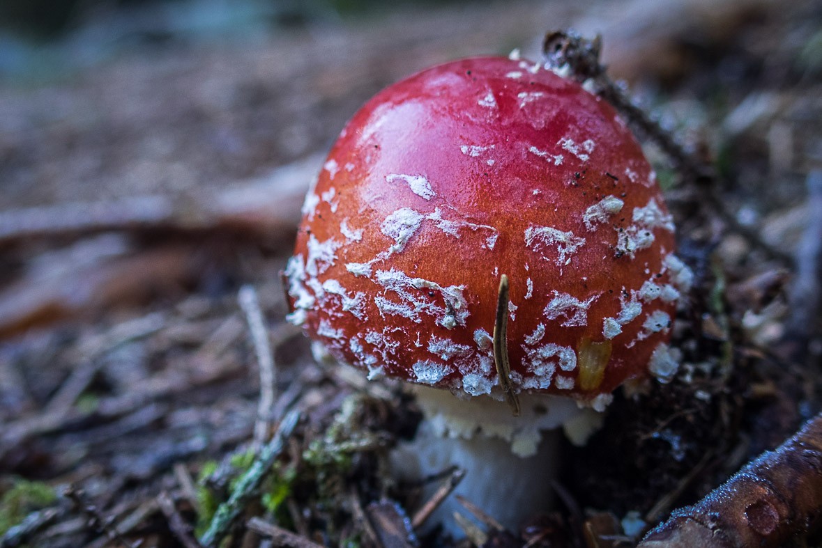 Ďumbier z Lúčok (Nízke Tatry)