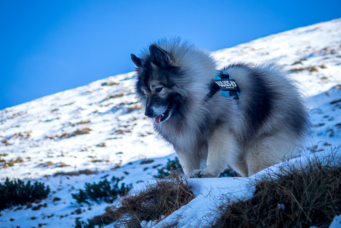 Ďumbier z Lúčok (Nízke Tatry)