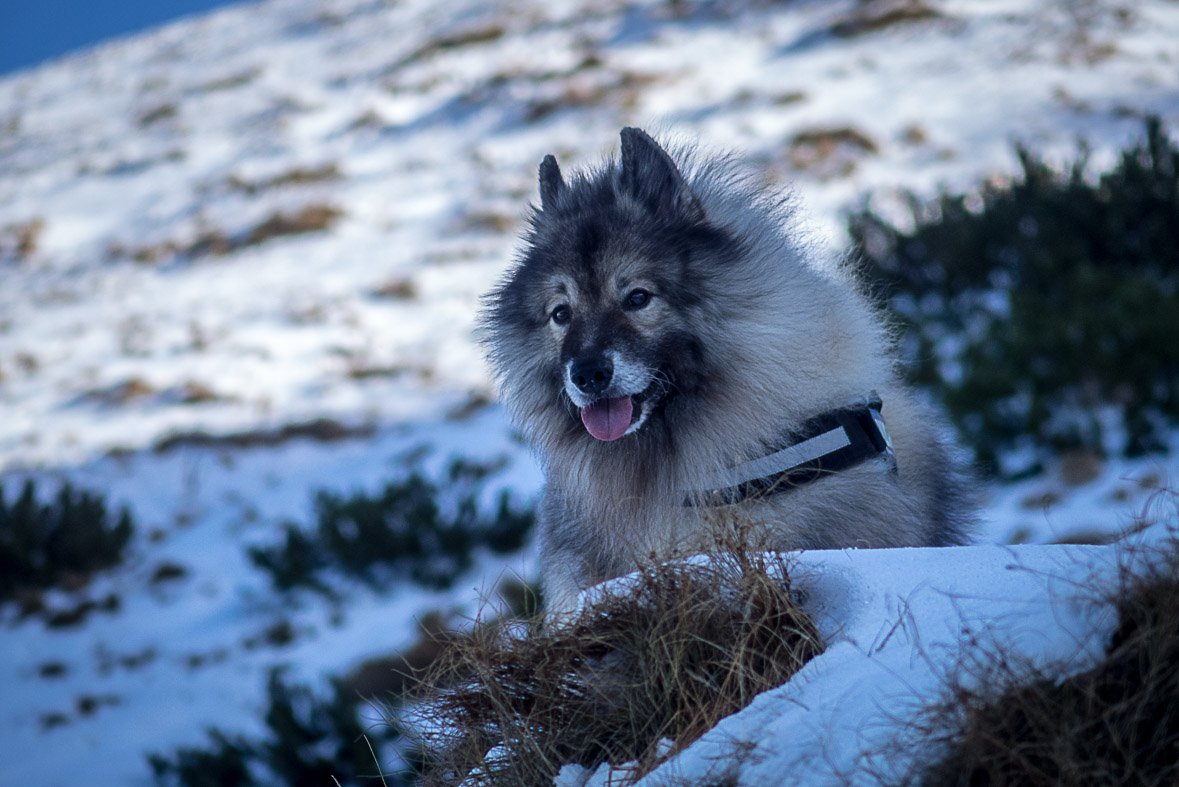 Ďumbier z Lúčok (Nízke Tatry)