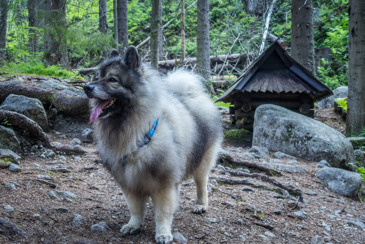 Hladké sedlo z Troch studničiek (Vysoké Tatry)