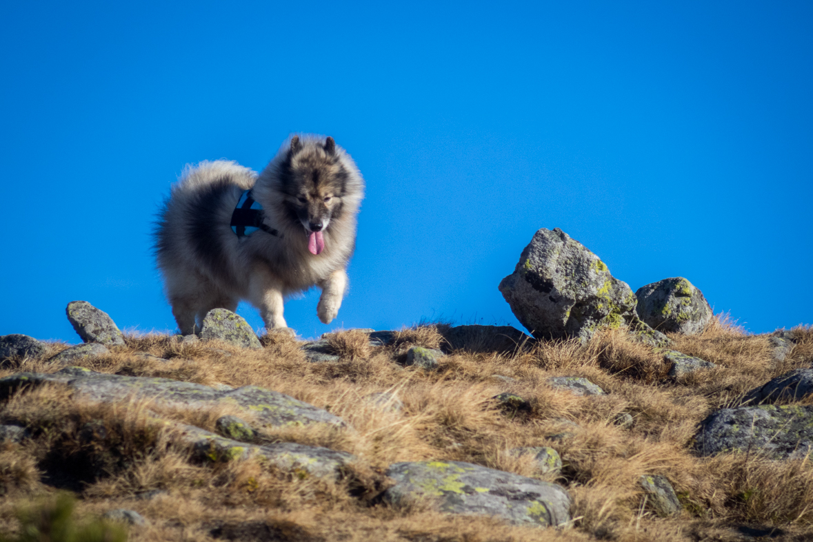 Kráľova hoľa zo Šumiaca (Nízke Tatry)