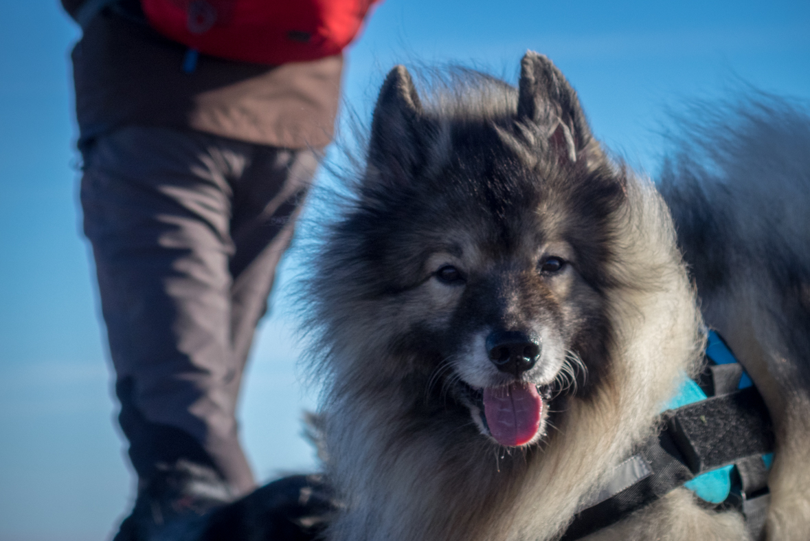 Kráľova hoľa zo Šumiaca (Nízke Tatry)