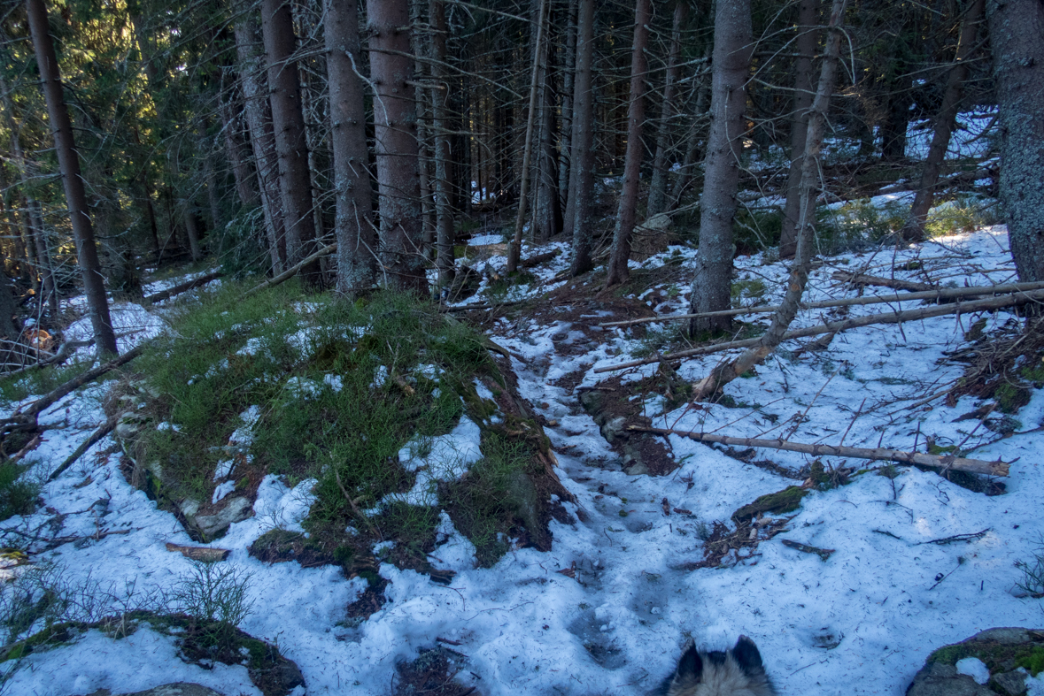 Kráľova hoľa zo Šumiaca (Nízke Tatry)