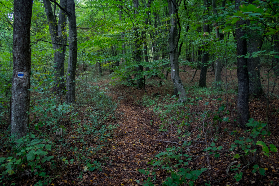 Ladislavova vyvieračka z Drienovských kúpeľov (Slovenský kras)